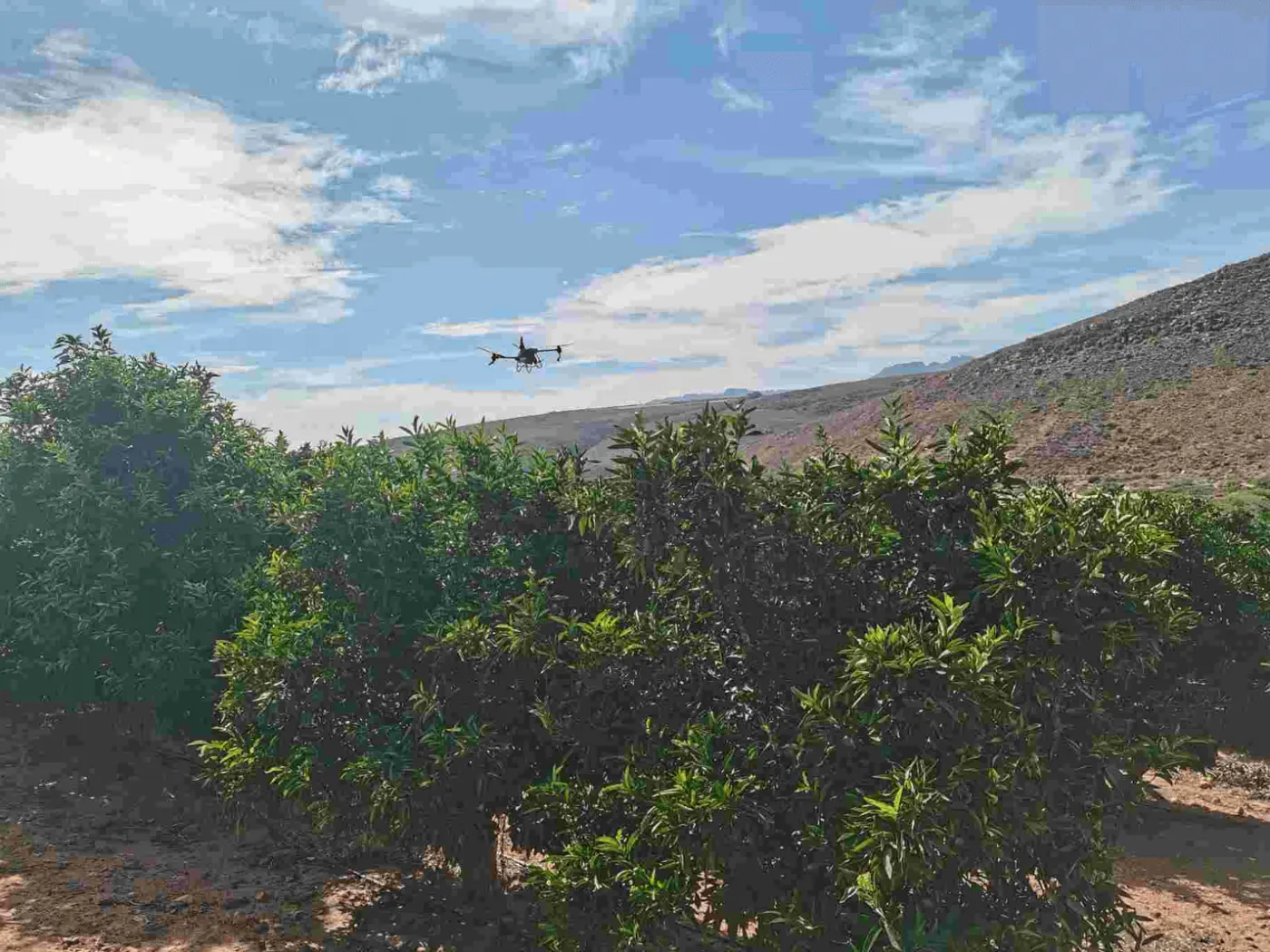 Drone σε πτήση πάνω από οπωρώνα εσπεριδοειδών