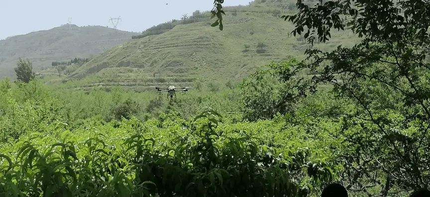 Οπωρώνας με drone σε πτήση πάνω από τα δέντρα
