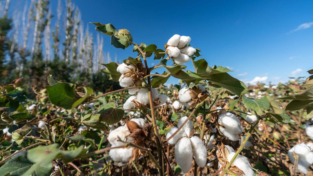 Cotton defoliant application