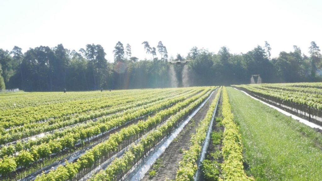 Vines